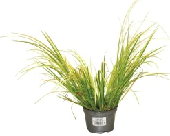 FLEURON D'ANJOU - Acorus pot 10,5 cm