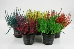 FLEURON D'ANJOU - Bruyere calluna teintee pot 10,5 cm
