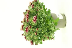 FLEURON D'ANJOU - Chrysantheme multifleur pot 12
