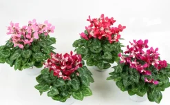 FLEURON D'ANJOU - Cyclamen mini djix pot 10,5 cm