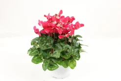 FLEURON D'ANJOU - Cyclamen mini djix pot 10,5 cm