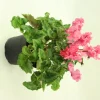 FLEURON D'ANJOU - Cyclamen mini crispino pot 10,5 cm