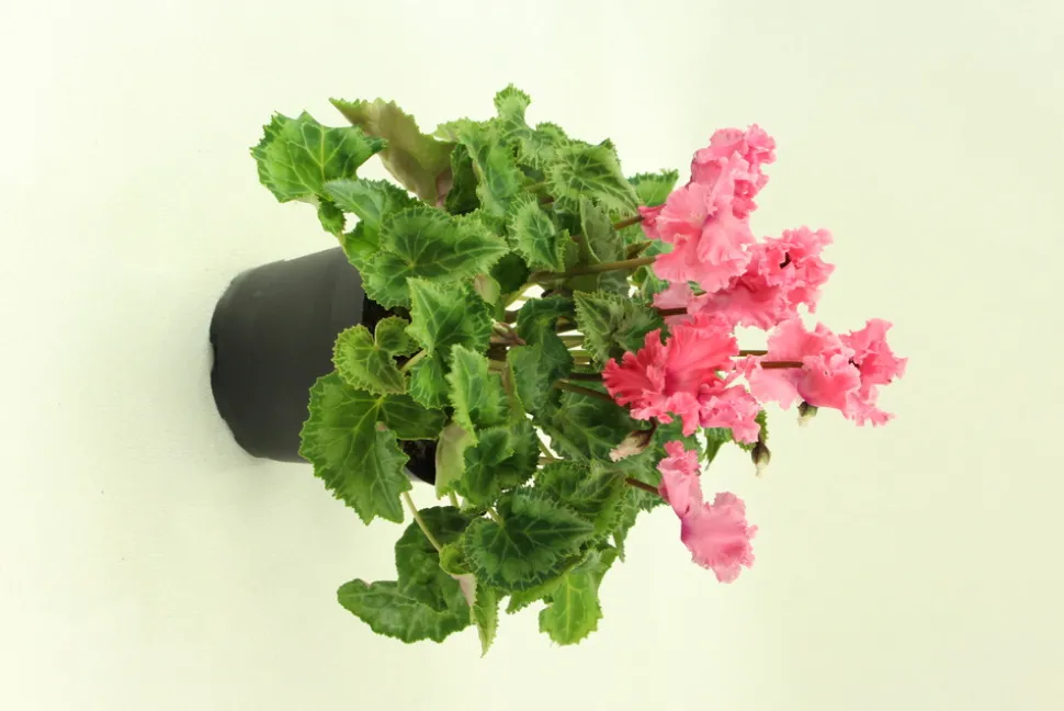 FLEURON D'ANJOU - Cyclamen mini crispino pot 10,5 cm