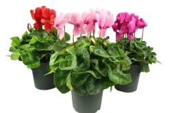 FLEURON D'ANJOU - Cyclamen pot 17 cm
