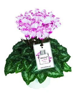 FLEURON D'ANJOU - Cylamen mini absolu pot 10,5 cm