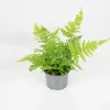 FLEURON D'ANJOU - Fougere dryopteris erythrosora pot 10,5 cm