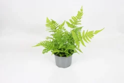 FLEURON D'ANJOU - Fougere dryopteris erythrosora pot 10,5 cm