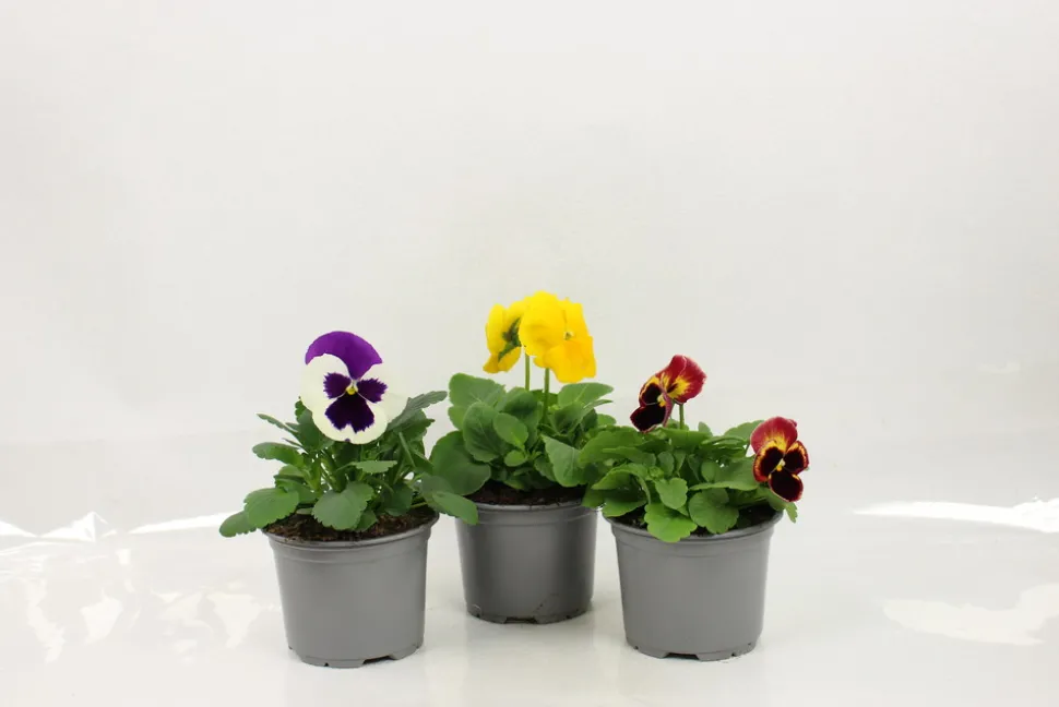 FLEURON D'ANJOU - Pensee pot 10,5 cm