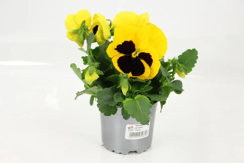 FLEURON D'ANJOU - Pensee pot 10,5 cm