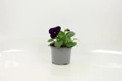 FLEURON D'ANJOU - Pensee pot 10,5 cm