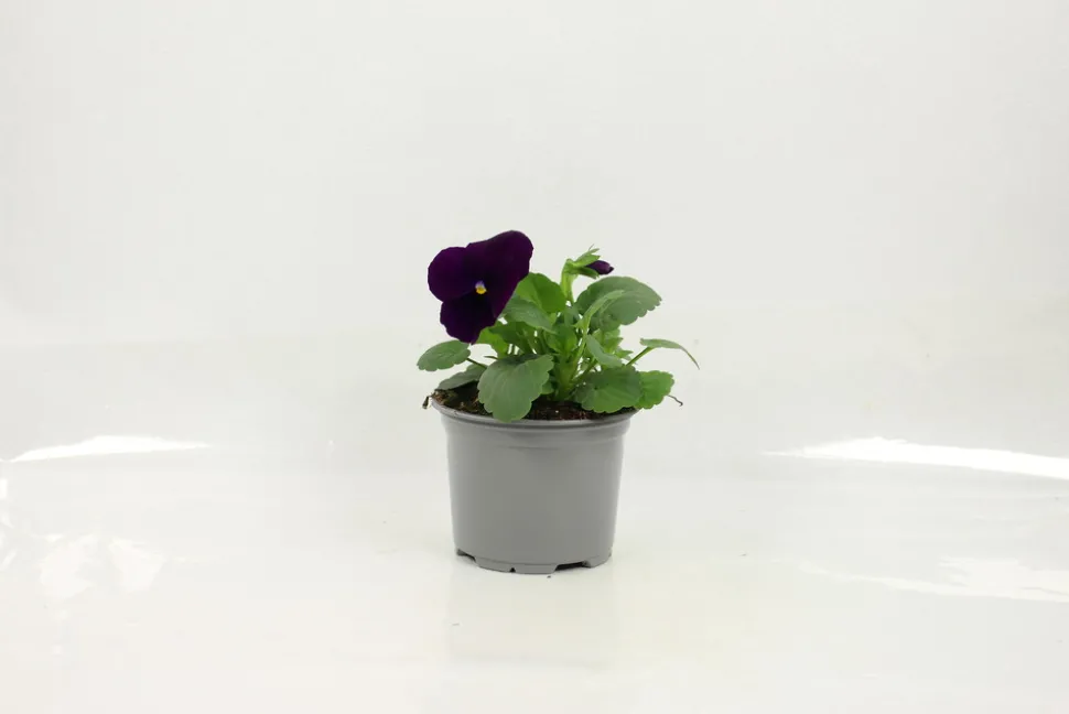 FLEURON D'ANJOU - Pensee pot 10,5 cm