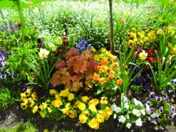 FLEURON D'ANJOU - Pensee pot 10,5 cm