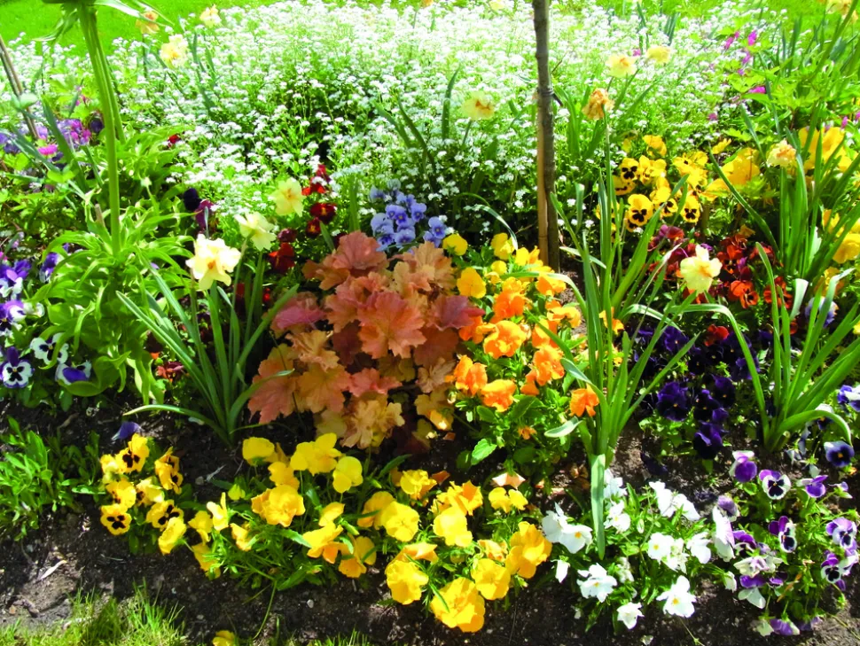 FLEURON D'ANJOU - Pensee pot 10,5 cm