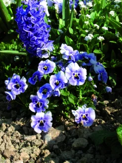 FLEURON D'ANJOU - Pensee pot 10,5 cm