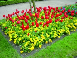 FLEURON D'ANJOU - Pensee pot 10,5 cm