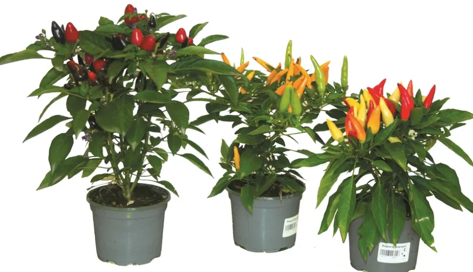 FLEURON D'ANJOU - Piment d'ornement pot 10,5 cm