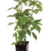 FLEURON D'ANJOU - Plant de framboisier non remontant willamette pot 1,3 l