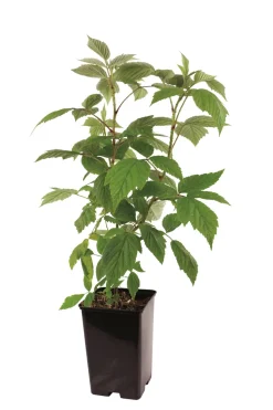 FLEURON D'ANJOU - Plant de framboisier non remontant willamette pot 1,3 l