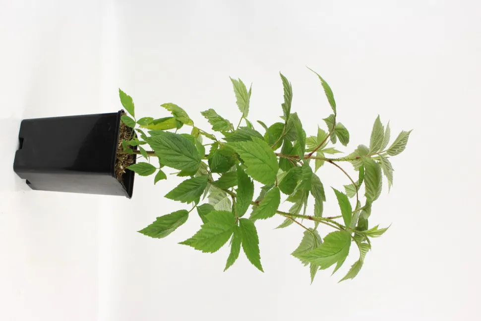 FLEURON D'ANJOU - Plant de framboisier remontant sumo pot 1,3 l