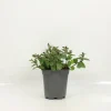 FLEURON D'ANJOU - Plant de Menthe Mojito pot 1 l