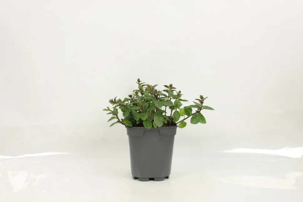 FLEURON D'ANJOU - Plant de Menthe Mojito pot 1 l