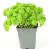 FLEURON D'ANJOU - Plant de Basilic Grand Vert - Plant aromatique - Pot de 1L