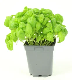FLEURON D'ANJOU - Plant de Basilic Grand Vert - Plant aromatique - Pot de 1L
