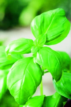 FLEURON D'ANJOU - Plant de Basilic Grand Vert - Plant aromatique - Pot de 1L