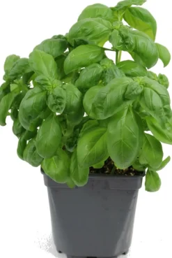 FLEURON D'ANJOU - Plant de Basilic Grand Vert - Plant aromatique - Pot de 1L