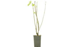 FLEURON D'ANJOU - Plant de groseiller grappe jonkheer van tets pot 1,3 l