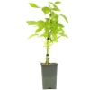 FLEURON D'ANJOU - Plant de framboisier remontant fallgold pot 1,3 l