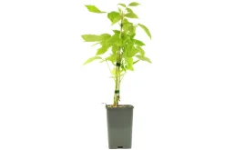 FLEURON D'ANJOU - Plant de framboisier remontant fallgold pot 1,3 l