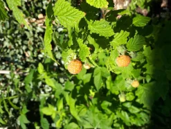 FLEURON D'ANJOU - Plant de framboisier remontant fallgold pot 1,3 l