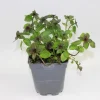 FLEURON D'ANJOU - Plant de Menthe poivree pot de1 l