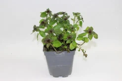 FLEURON D'ANJOU - Plant de Menthe poivree pot de1 l
