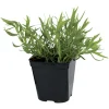 FLEURON D'ANJOU - Plant de estragon pot de 1l