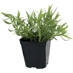 FLEURON D'ANJOU - Plant de estragon pot de 1l