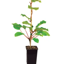 FLEURON D'ANJOU - Plant de Kiwi autofertile solissimo pot 1,3 l