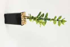 FLEURON D'ANJOU - Plant de baie de mai pot 1,3 l