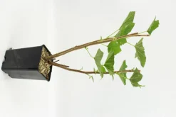 FLEURON D'ANJOU - Plant de groseiller grappe blanka pot 1,3 l