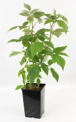 FLEURON D'ANJOU - Plant de framboisier remontant heritage pot 1,3 l