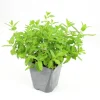 FLEURON D'ANJOU - Plant de menthe marocaine pot de 1l