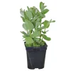 FLEURON D'ANJOU - Plant de Menthe pomme - Plan aromatique - Pot de 1L