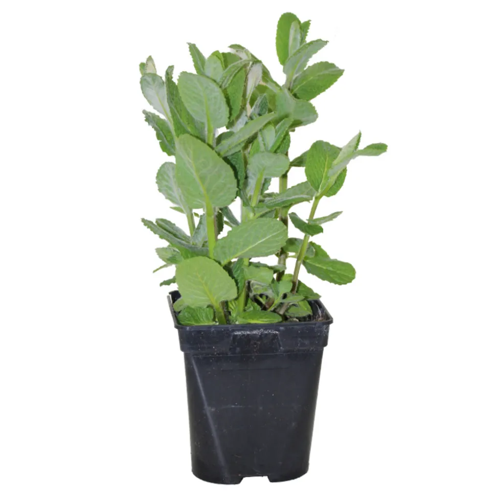 FLEURON D'ANJOU - Plant de Menthe pomme - Plan aromatique - Pot de 1L