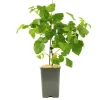FLEURON D'ANJOU - Plant de murier tayberry pot 1,3 l
