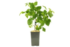 FLEURON D'ANJOU - Plant de murier tayberry pot 1,3 l