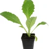 FLEURON D'ANJOU - Plant de artichaut camus de bretagne pot de 1l