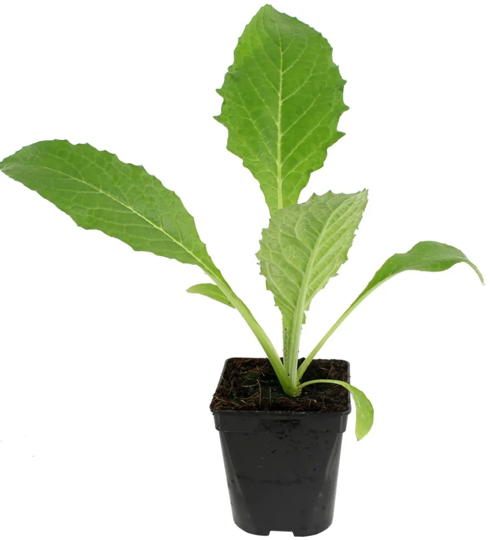 FLEURON D'ANJOU - Plant de artichaut camus de bretagne pot de 1l