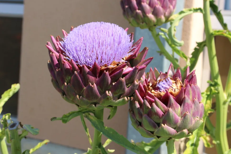 FLEURON D'ANJOU - Plant de artichaut camus de bretagne pot de 1l