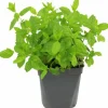 FLEURON D'ANJOU - Plant de Menthe verte - Plant aromatique - pot de 1L